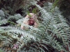 liz-in-ferns.jpg