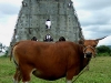 canossa-cow Livania de Jesus