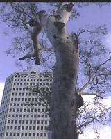 Corroborree Tree 3